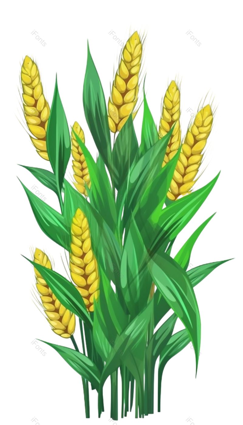 叶子图片,小满元素,麦子PNG,麦穗免抠素材